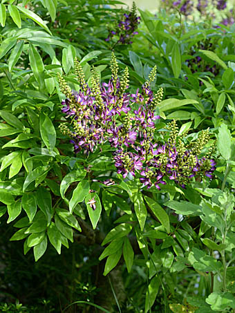 ムラサキナツフジ Callerya Reticulata マメ科 Fabaceae カレルヤ属 三河の植物観察