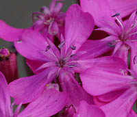 ムシトリナデシコ花