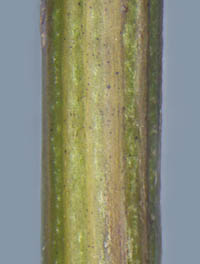 ナガバシロヨメナの茎