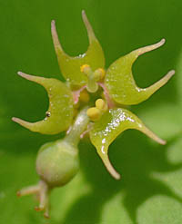 ナツトウダイの雄性期の花