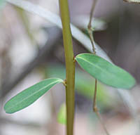 ナツトウダイの茎と茎葉