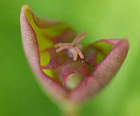 ナツトウダイの開花期の雌性期の花