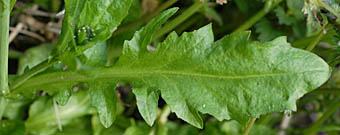ナズナ Capsella Bursa Pastoris アブラナ科 Brassicaceae Crucifera ナズナ属 三河の植物観察