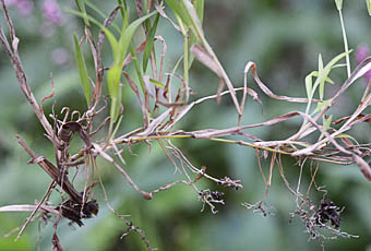 ネズミガヤの根と茎