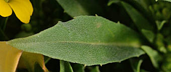 ニオイアラセイトウの葉2