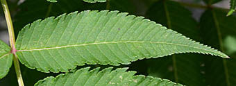 ニワナナカマドの小葉の表