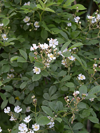 ノイバラ Rosa Multifora バラ科 Rosaceae バラ属 三河の植物観察
