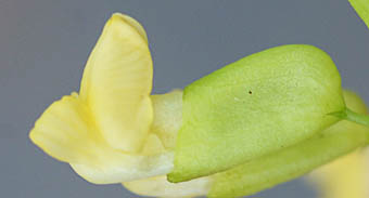 ノササゲ萼