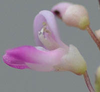 ヌスビトハギの花