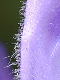 オカタツナミソウの花冠の長毛と腺毛