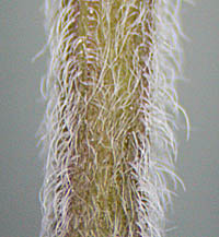 オカタツナミソウの茎