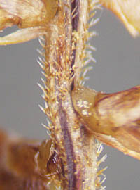 オニガヤツリの花軸の毛