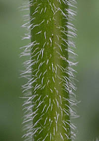 オニルリソウの茎の毛