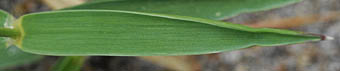 オニシバの葉