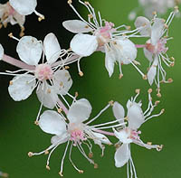 オニシモツケのピンク花