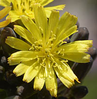 オニタビラコ(多年草)の花