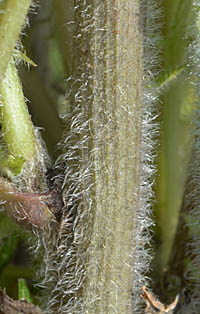 オニタビラコ(多年草)の茎下部