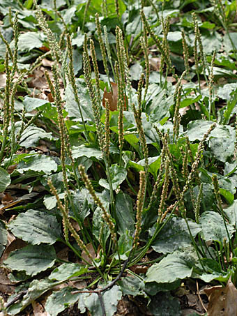 オオバコ Plantago Asiatica オオバコ科 Plantaginaceae オバコ属 三河の植物観察