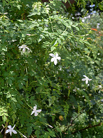 オオバナソケイ Jasminum Grandiflorum モクセイ科 Oleaceae ソケイ属 三河の植物観察