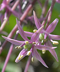 オオハナビニラ花