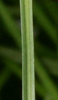 オオヒメクグ茎