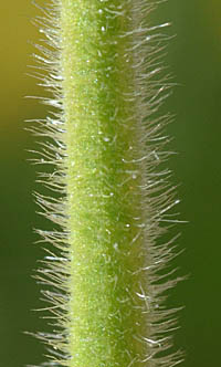 オオケタデの茎