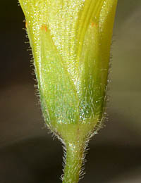 オオキバナカタバミ萼