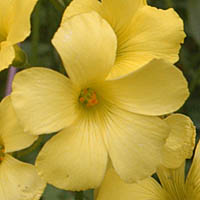 オオキバナカタバミ花