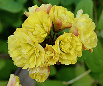 オオキバナカタバミ八重花序