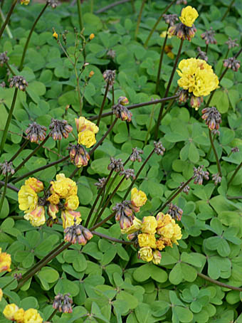 オオキバナカタバミ八重 Oxalis Pes Caprae カタバミ科 Oxalidaceae カタバミ属 三河の植物観察