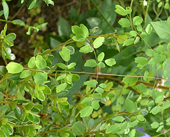 オオシキンカラマツ葉