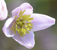 オオシキンカラマツの花の終期と苞葉