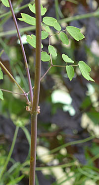 オオシキンカラマツの茎