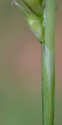 オオタマツリスゲの苞鞘