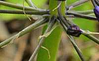 オオツルボの苞2