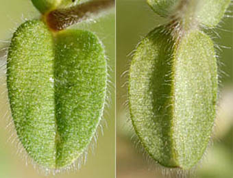 オランダミミナグサ葉