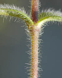 オランダミミナグサの茎
