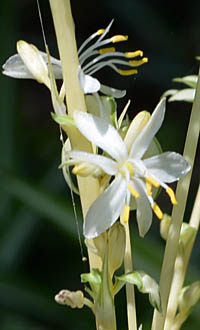 オリヅルラン Chlorophytum Comosum キジカクシ科 Asparagaceae オリヅルラン属 三河の植物観察