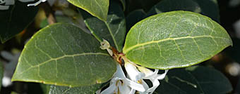 オスマンサス・デラバイ Osmanthus delavayi モクセイ科 Oleaceae モクセイ属 三河の植物観察