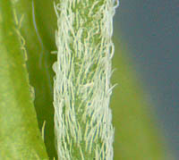 オッタチカタバミの花茎の毛