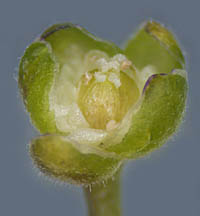 オツメクサの閉鎖花の内部