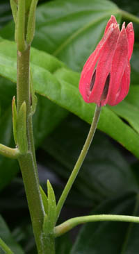 パボニアの花柄