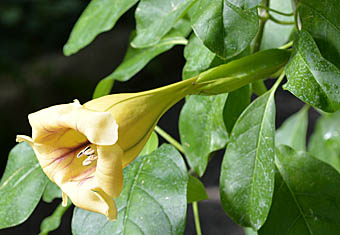 ラッパバナ花