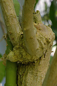 ラッパバナの茎