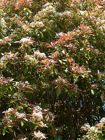 レッドロビン Photinia X Fraseri Red Robin バラ科 Rosaceae カナメモチ属 三河の植物観察