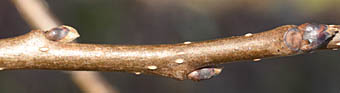 リュウキュウマメガキの枝
