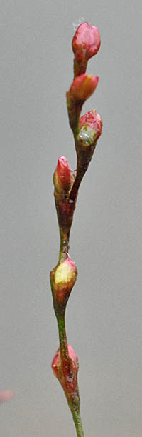 サイコクヌカボの花
