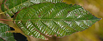 サクラバハンノキの葉
