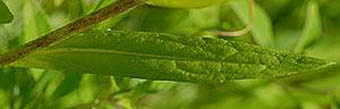サクラオグルマの葉