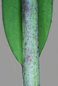 茎の基部と茎の拡大